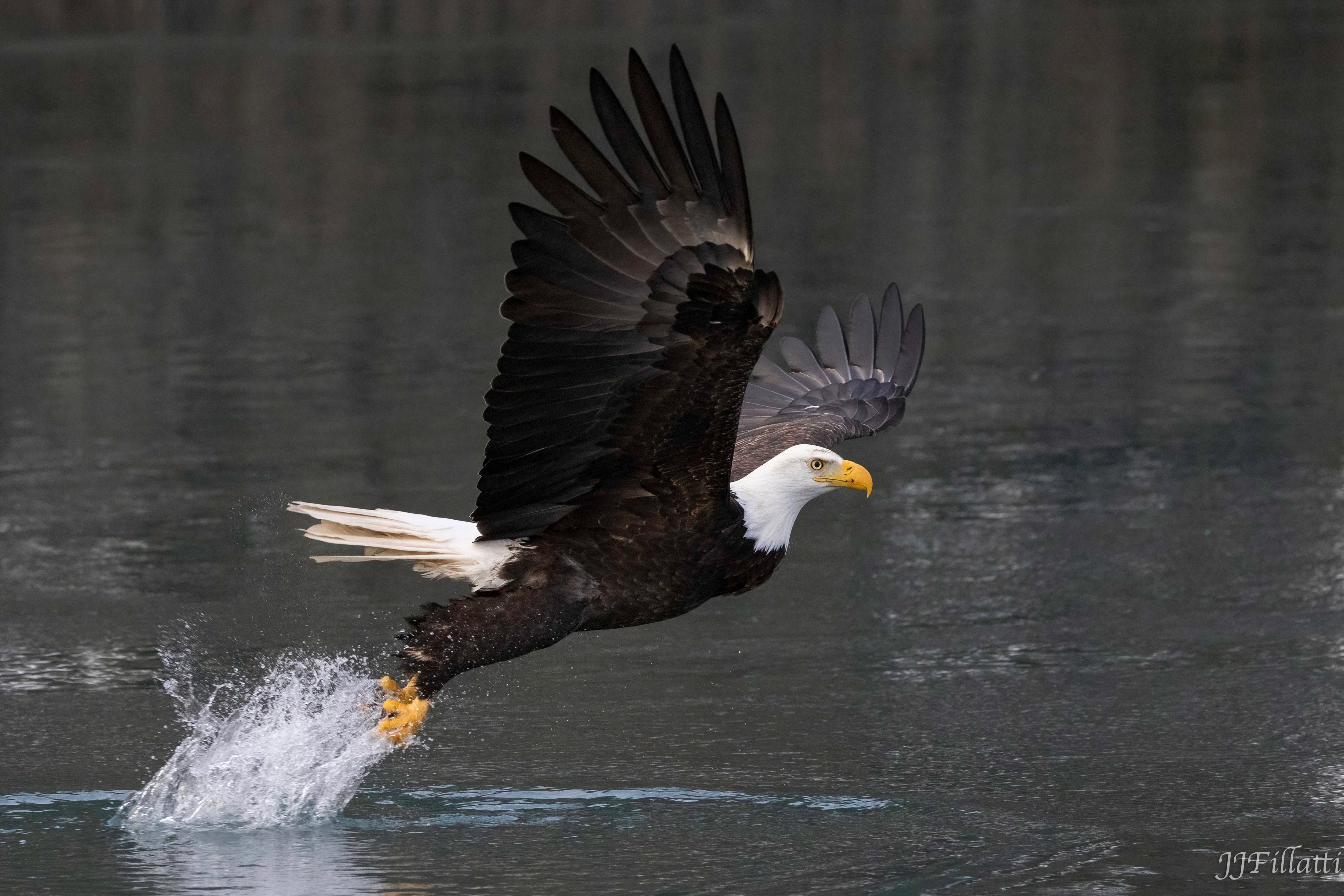 bird of homer alaska image 9